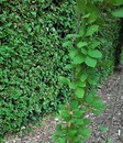 Kobea pnąca, sępota pnąca (Cobaea scandens)